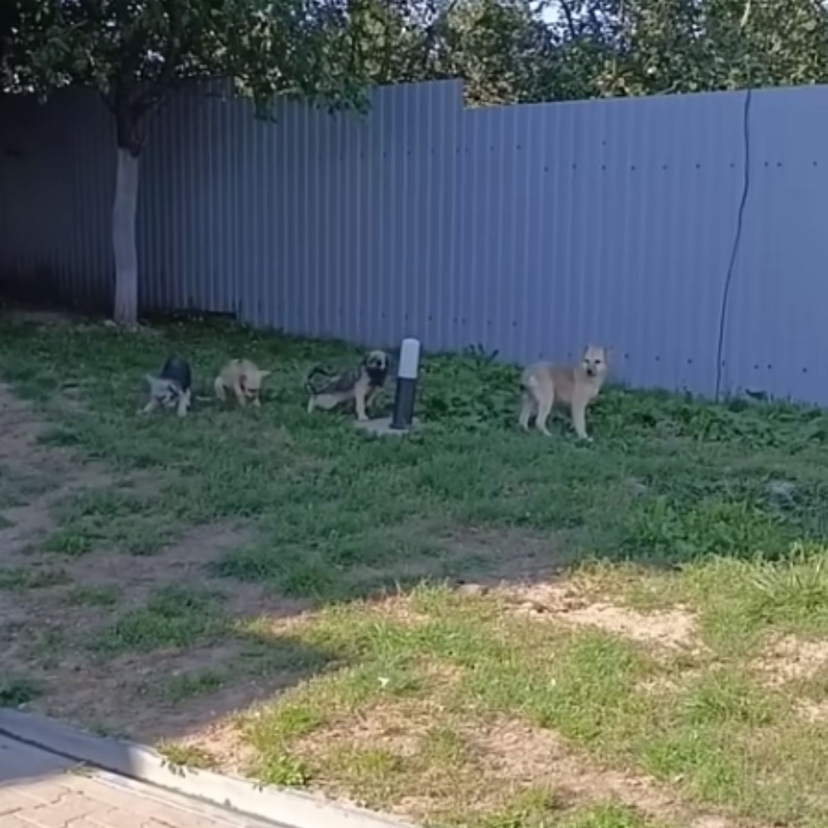 four sweet dogs