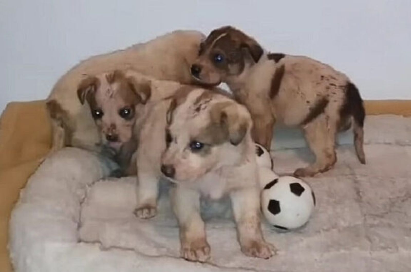 four sweet puppies