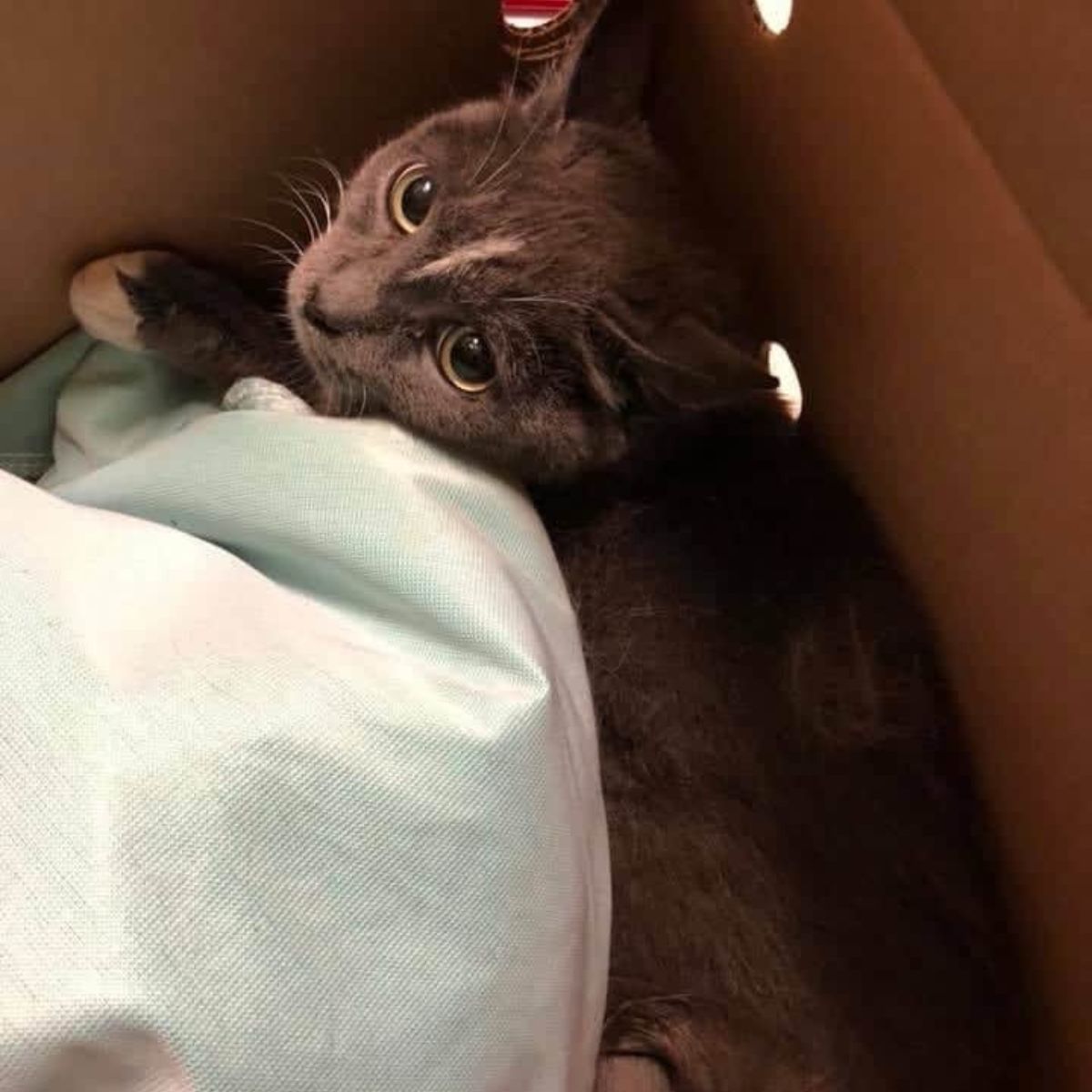 gray cat in cardboard box