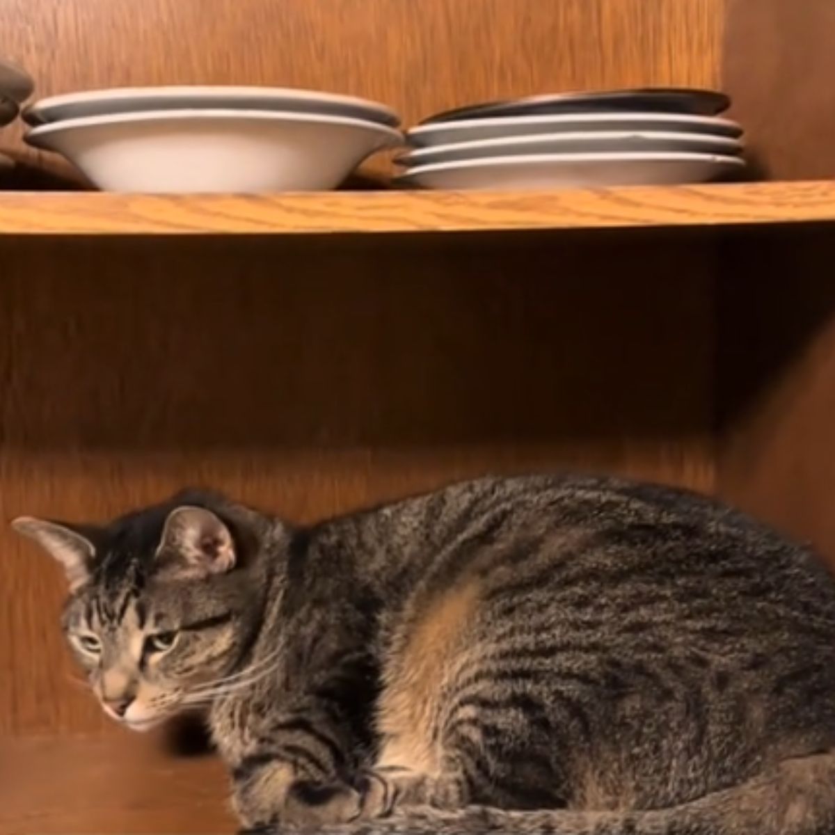 gray cat laying down