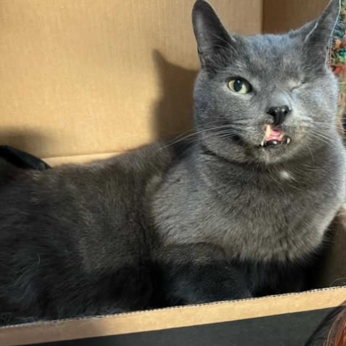 gray kitten with one eye