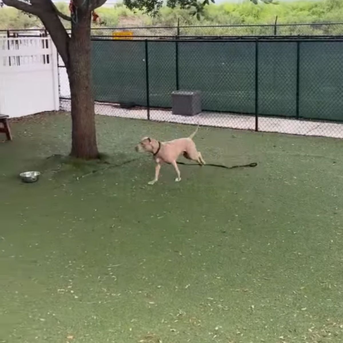 happy dog running