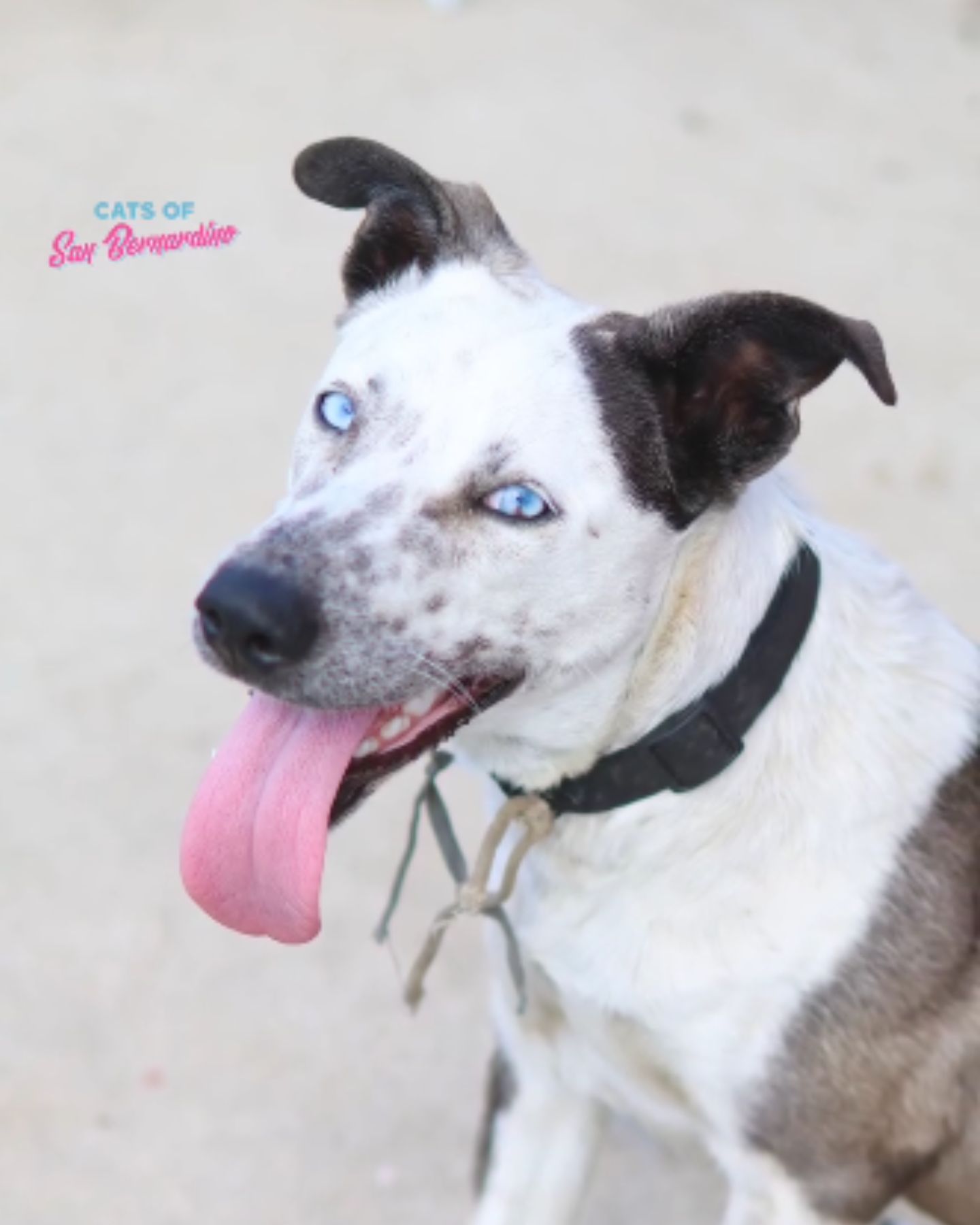 happy dog with blue eyes