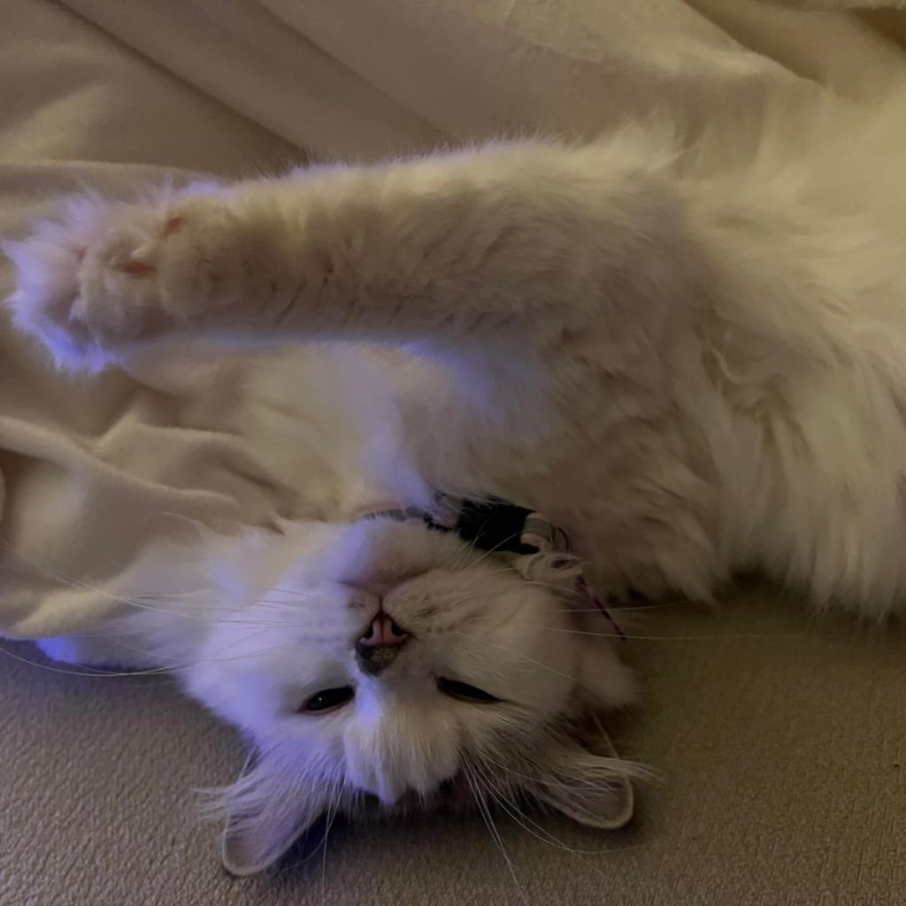 healthy white cat lying on the bed