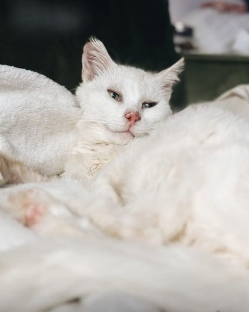 healthy white cat on the bed