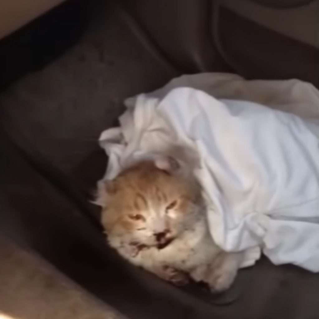 injured cat covered with blanket