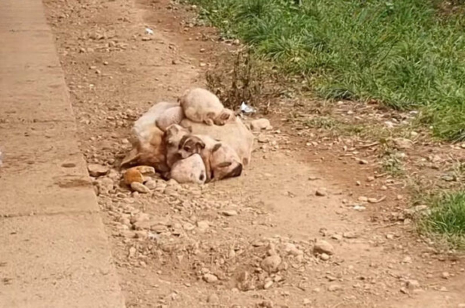 injured mother dog and puppies