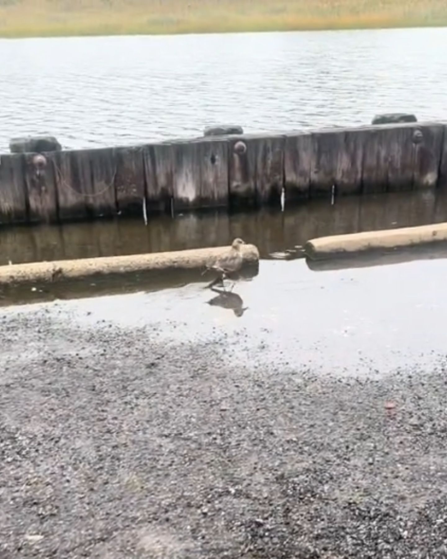 injured seagull