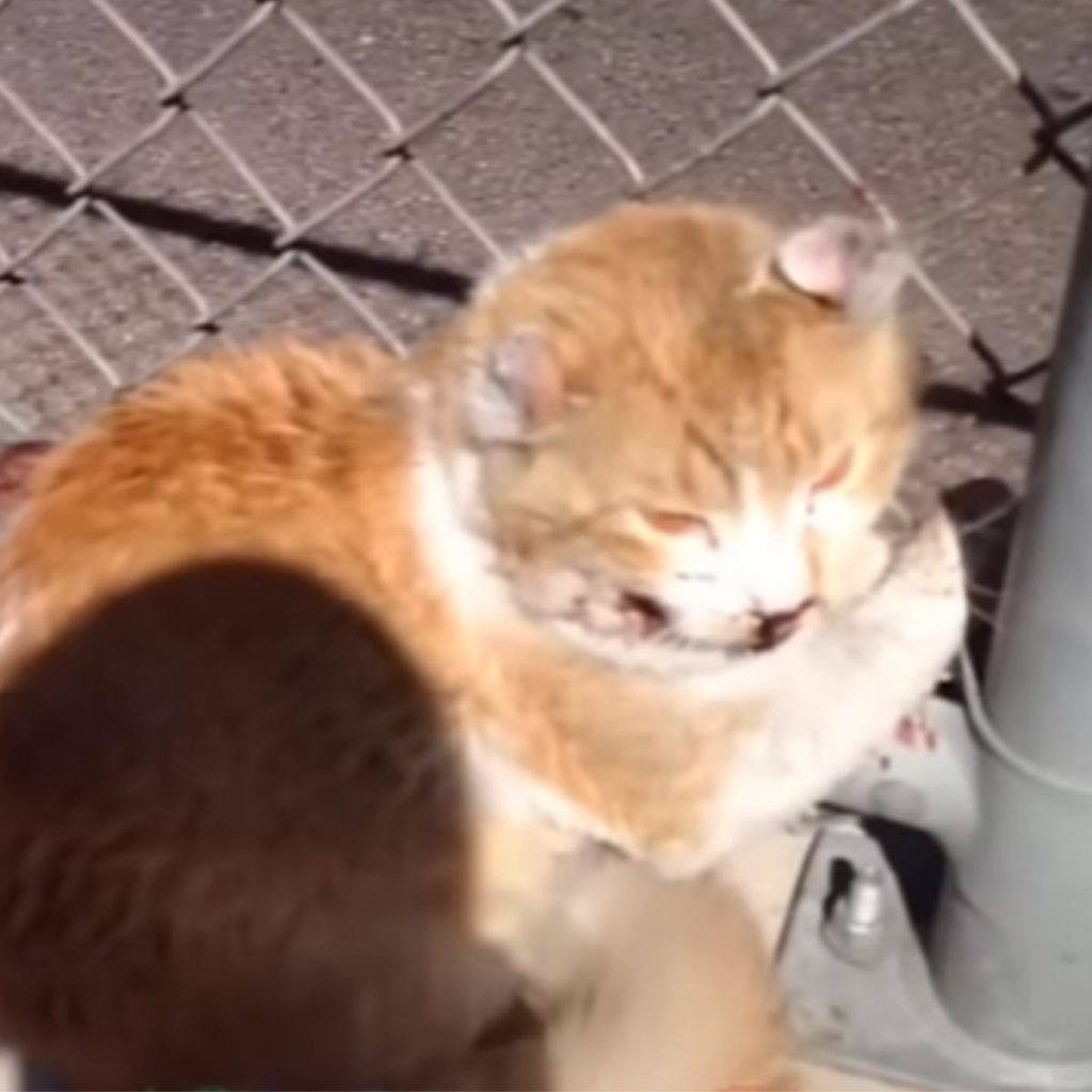 injured white and orange cat