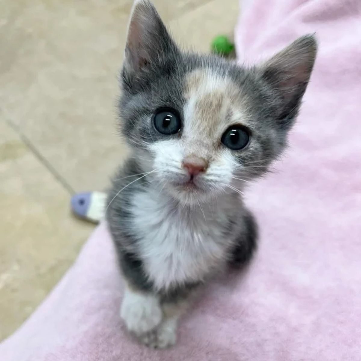 kitten with beautiful eyes