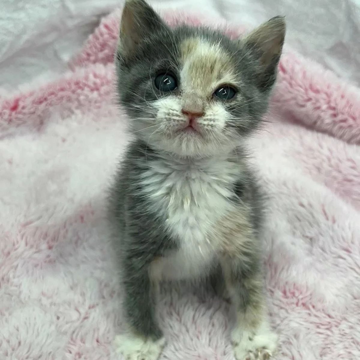 kitten with beautiful fur