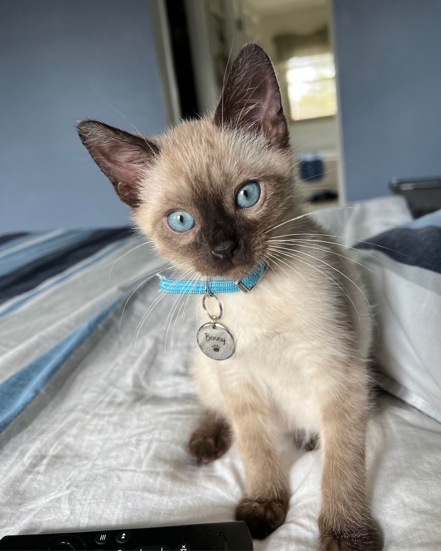 kitten with blue eyes