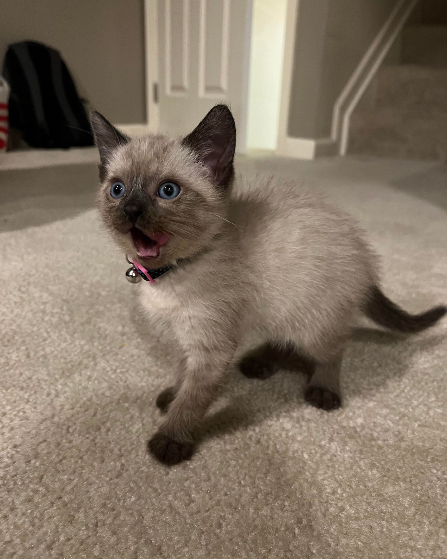 kitten yawning