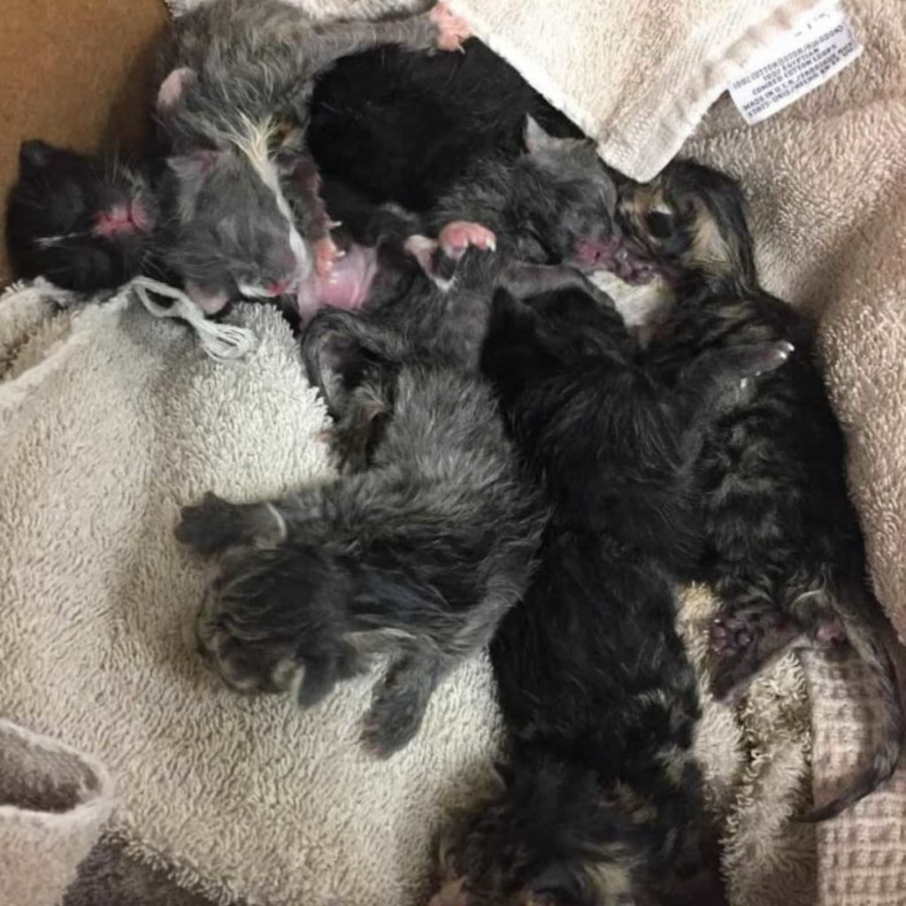 kittens lying on a towel