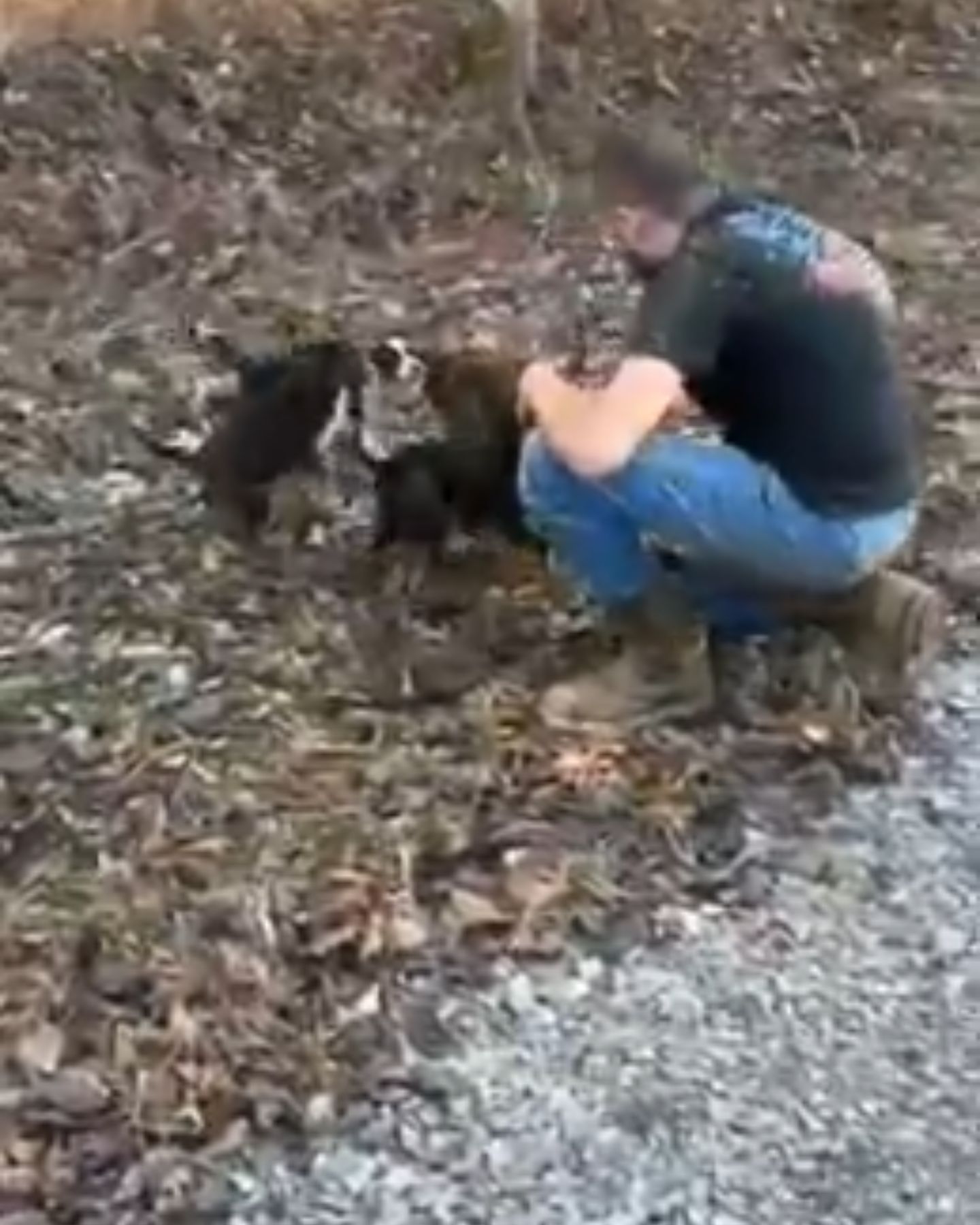 man and stray puppies