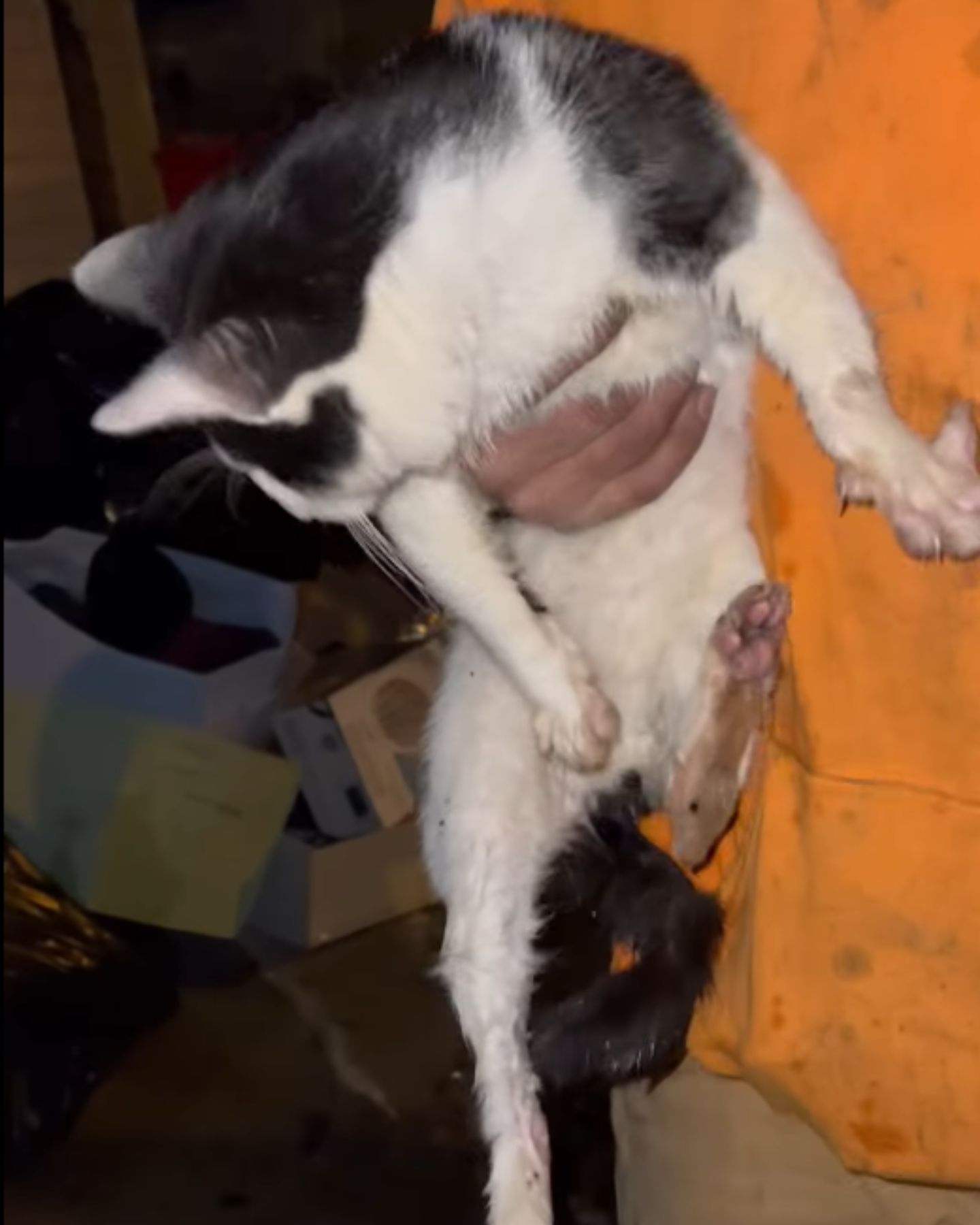 man holding a blind cat