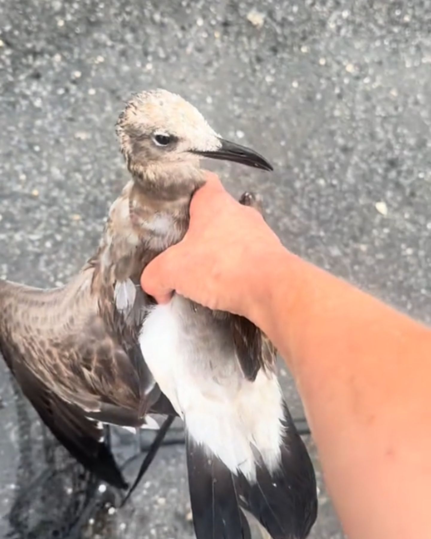 man holding a seagull