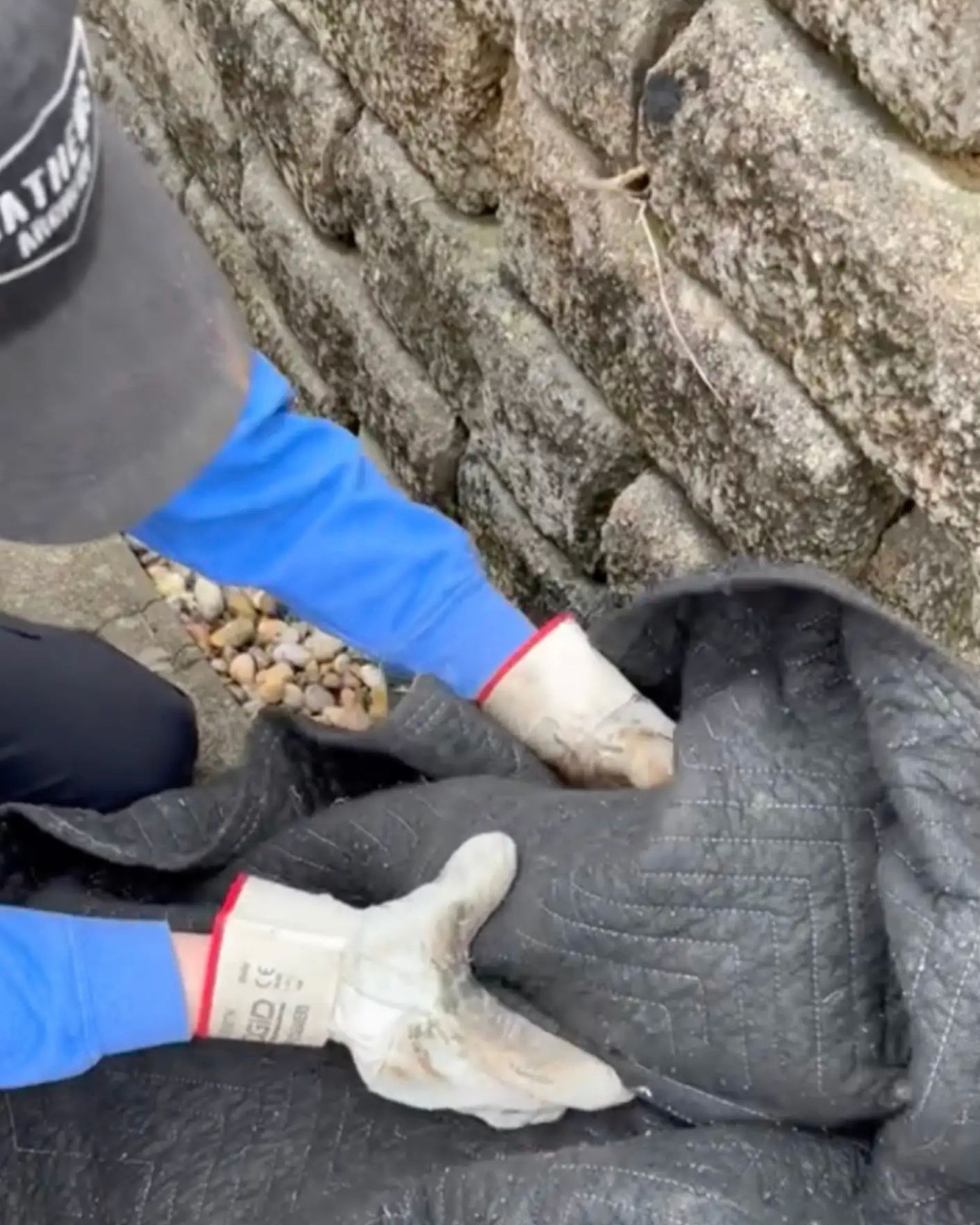 man saving an owl