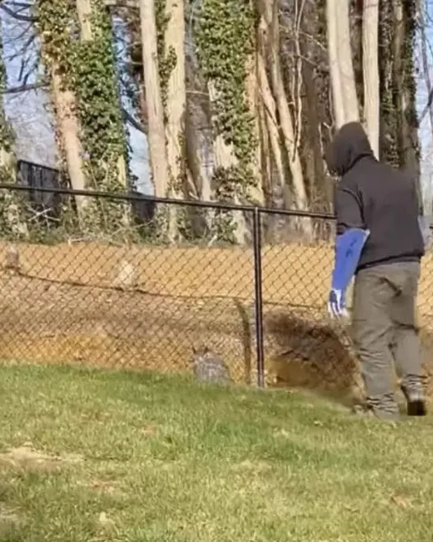 man saving an owl