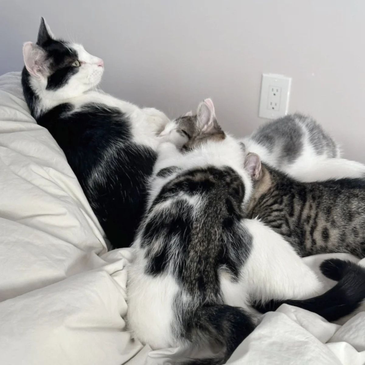 many cats laying together