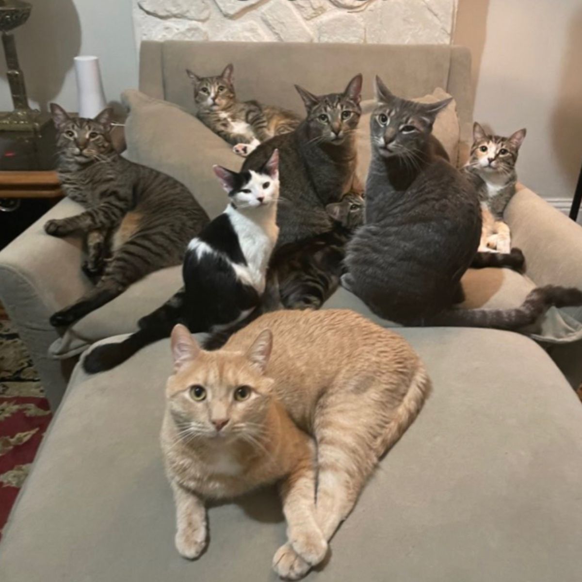 many cats sitting in house