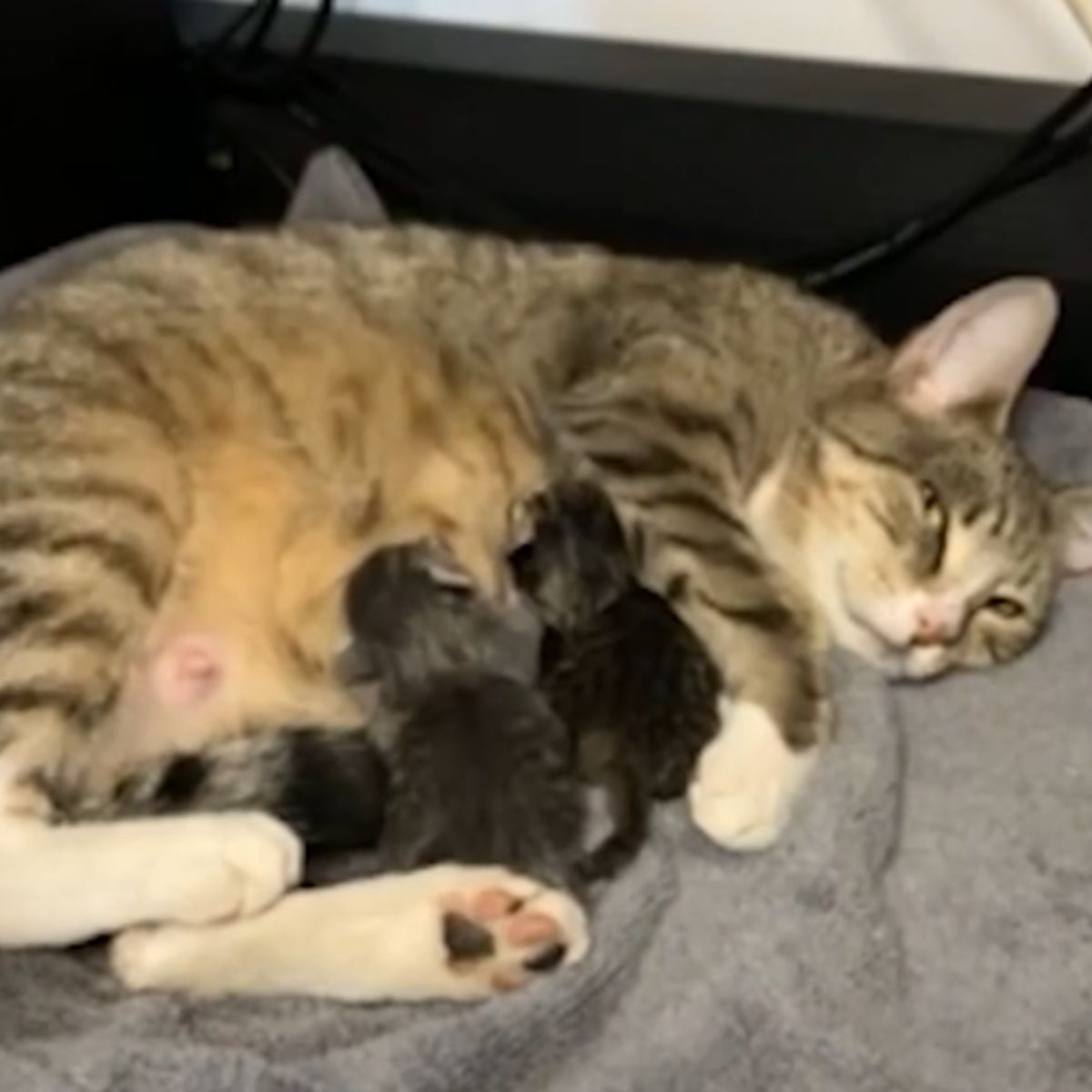 mother cat and kittens