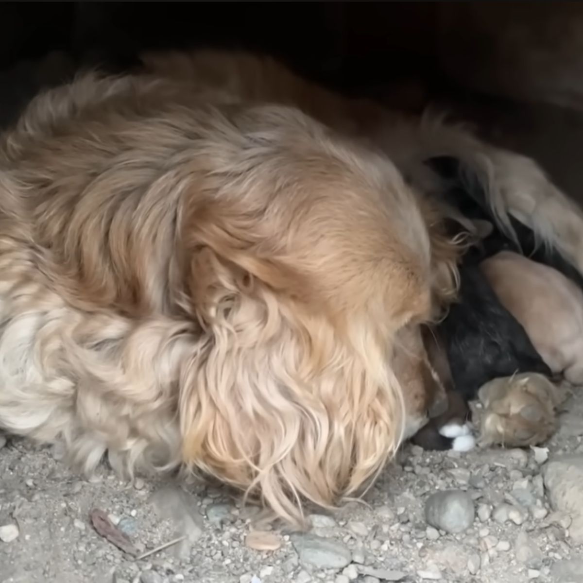 mother dog and four puppies