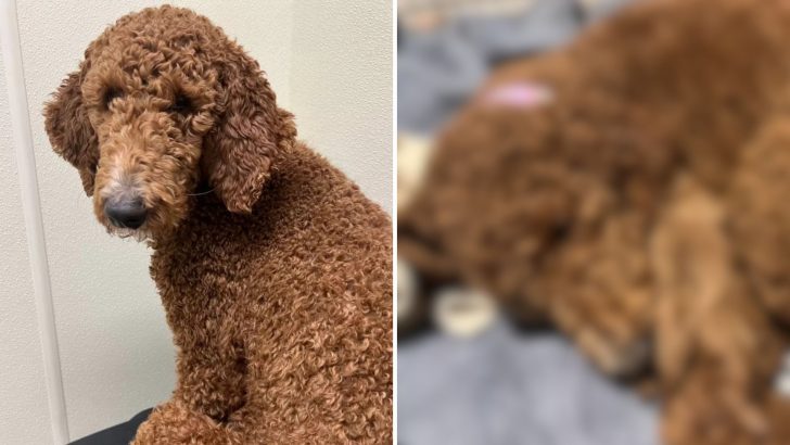 New York Woman Brings Home A Sweet Poodle In Need, Then Wakes Up To An Unexpected Gift