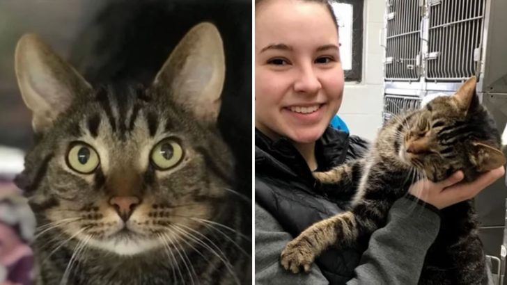 Shelter Cat Picks His New Mom And Won’t Let Her Leave Until She Takes Him Home