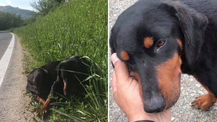 Pregnant Pup Gets Abandoned By Her Humans On A Busy Highway, Curled Up In Fear And Sorrow