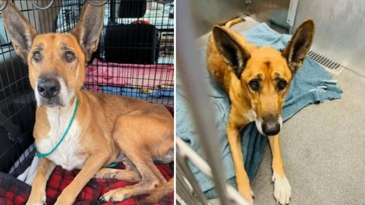 6 Years After Finding A Home, Heartbroken Pup Gets Returned To Texas Shelter