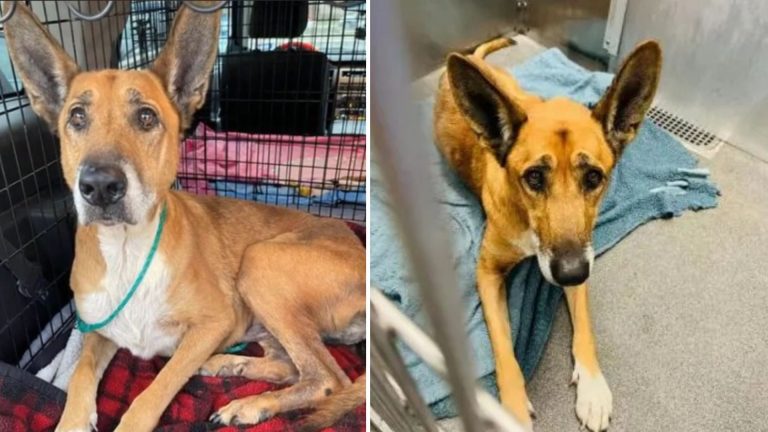 6 Years After Finding A Home, Heartbroken Pup Gets Returned To Texas Shelter