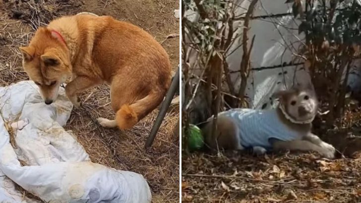 Heartbroken Mama Dog Lost Her Puppies As Heartless Owners Kept Her Chained Up