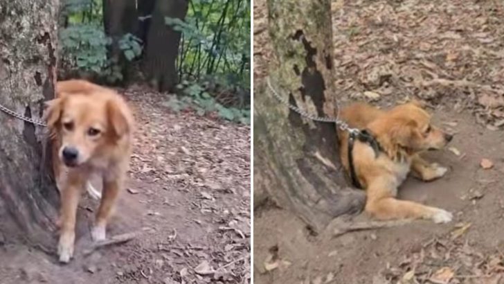 Heartless Owners Tie Their Dog To A Tree In The Woods So She Can’t Follow Them Home