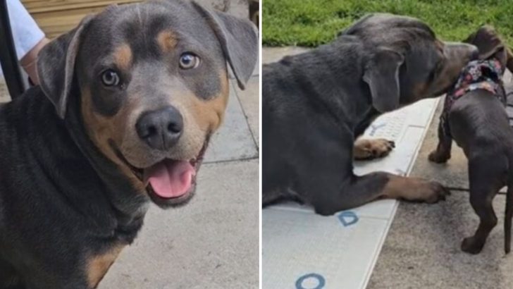 Rottweiler-Dachshund Mix Pup Breaks The Internet With A Unique Look And Larger-Than-Life Charm