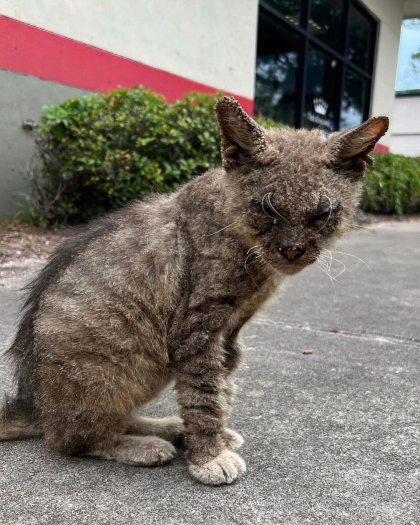 neglected stray kitten