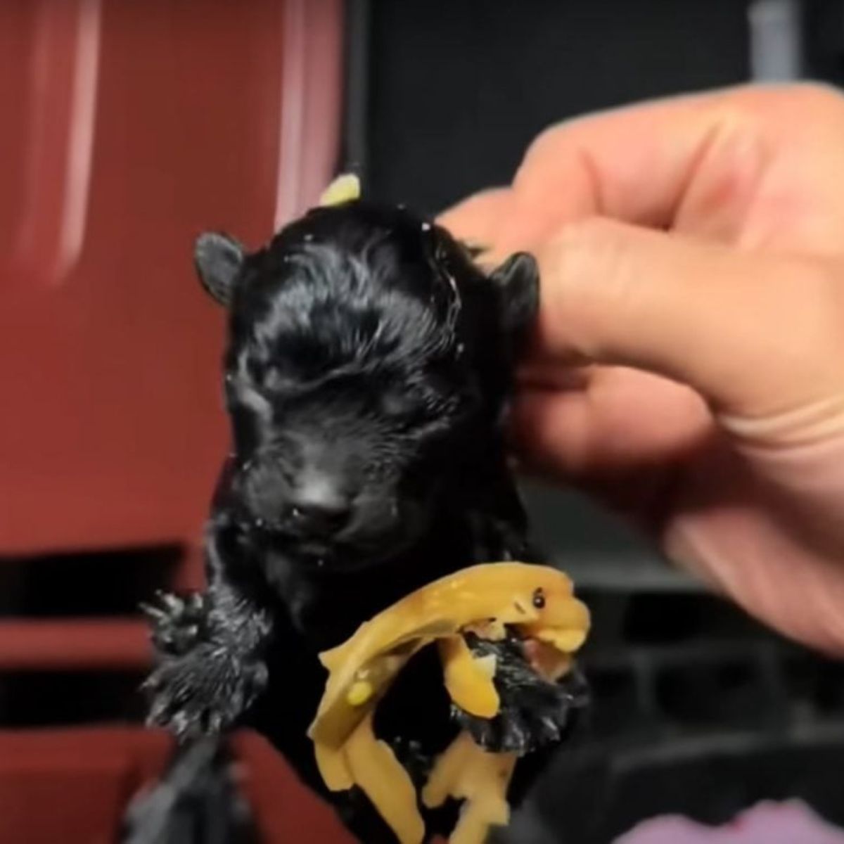 newborn black puppy