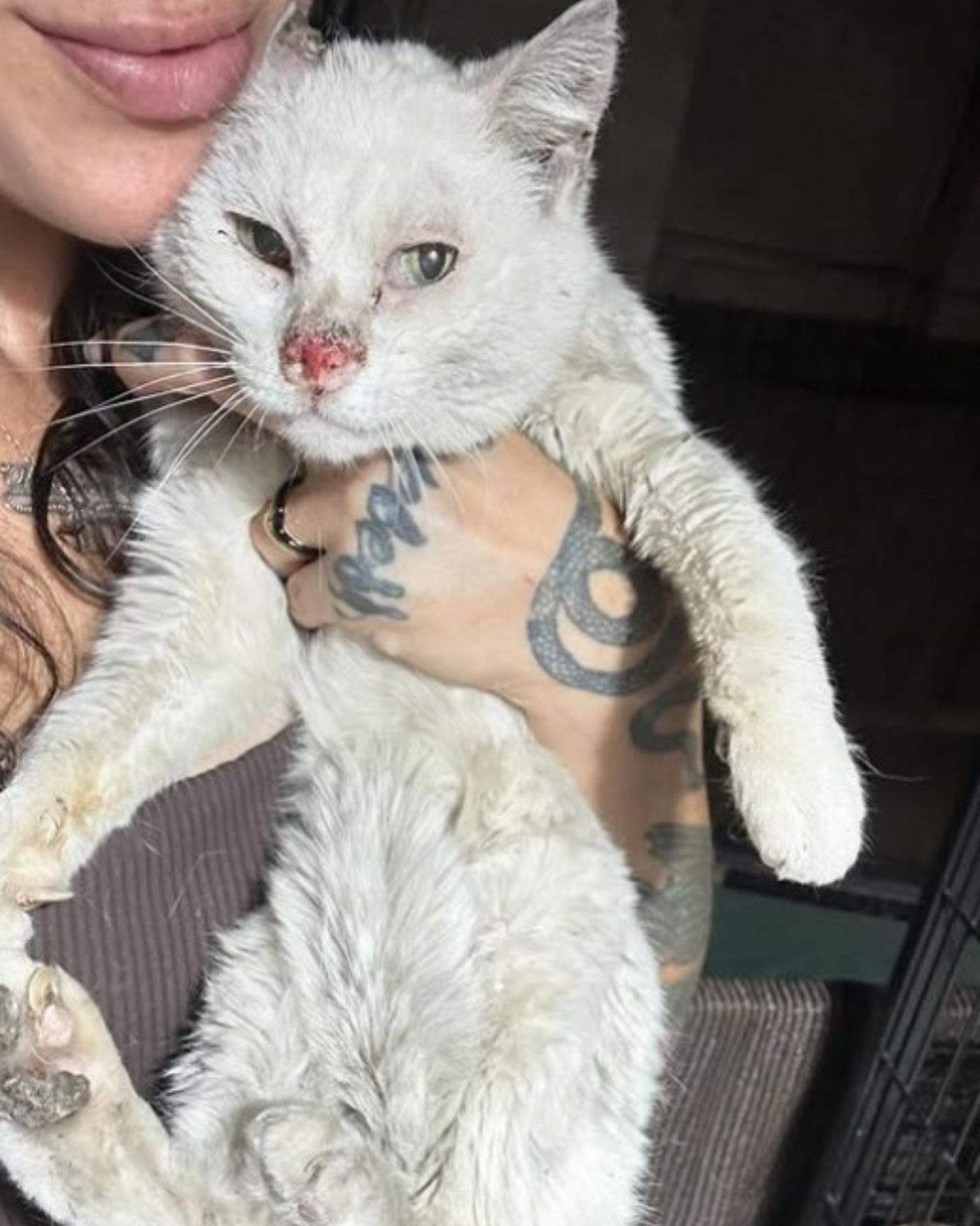 old white cat in arms of a woman