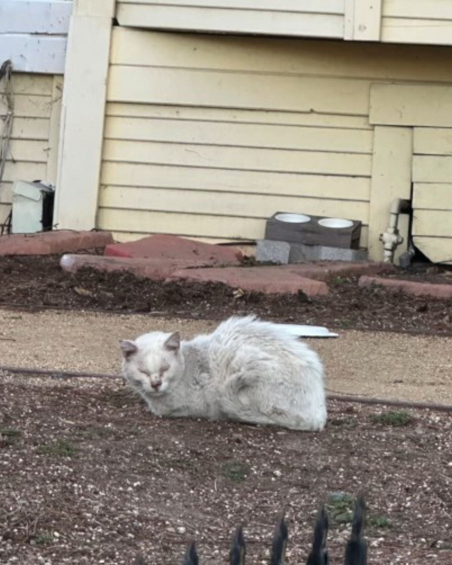 old white cat sitting outside