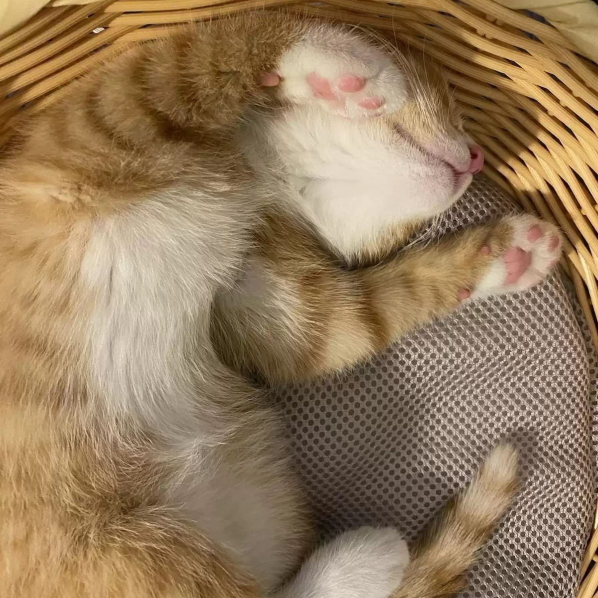 orange cat sleeping