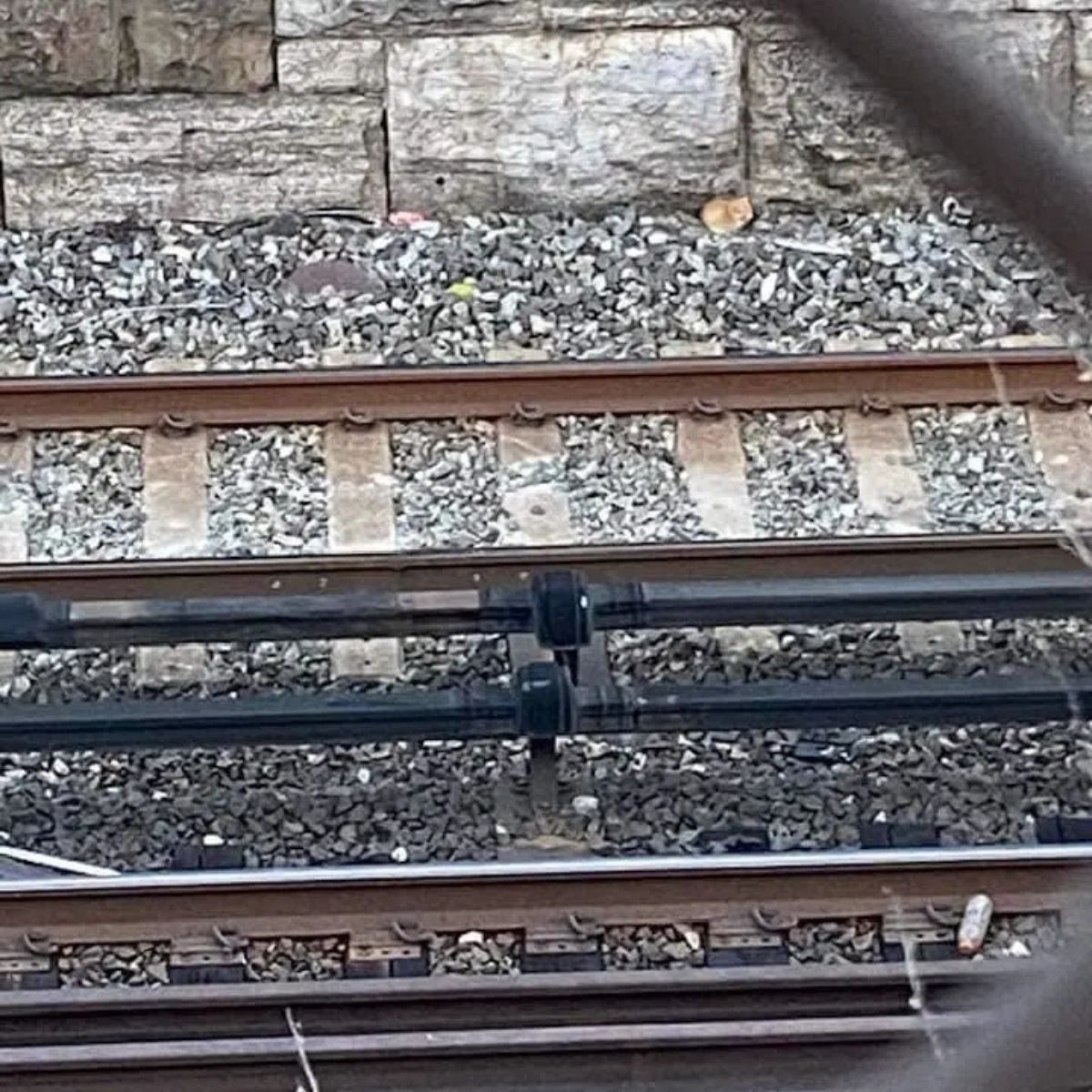 orange kitten next to train tracks