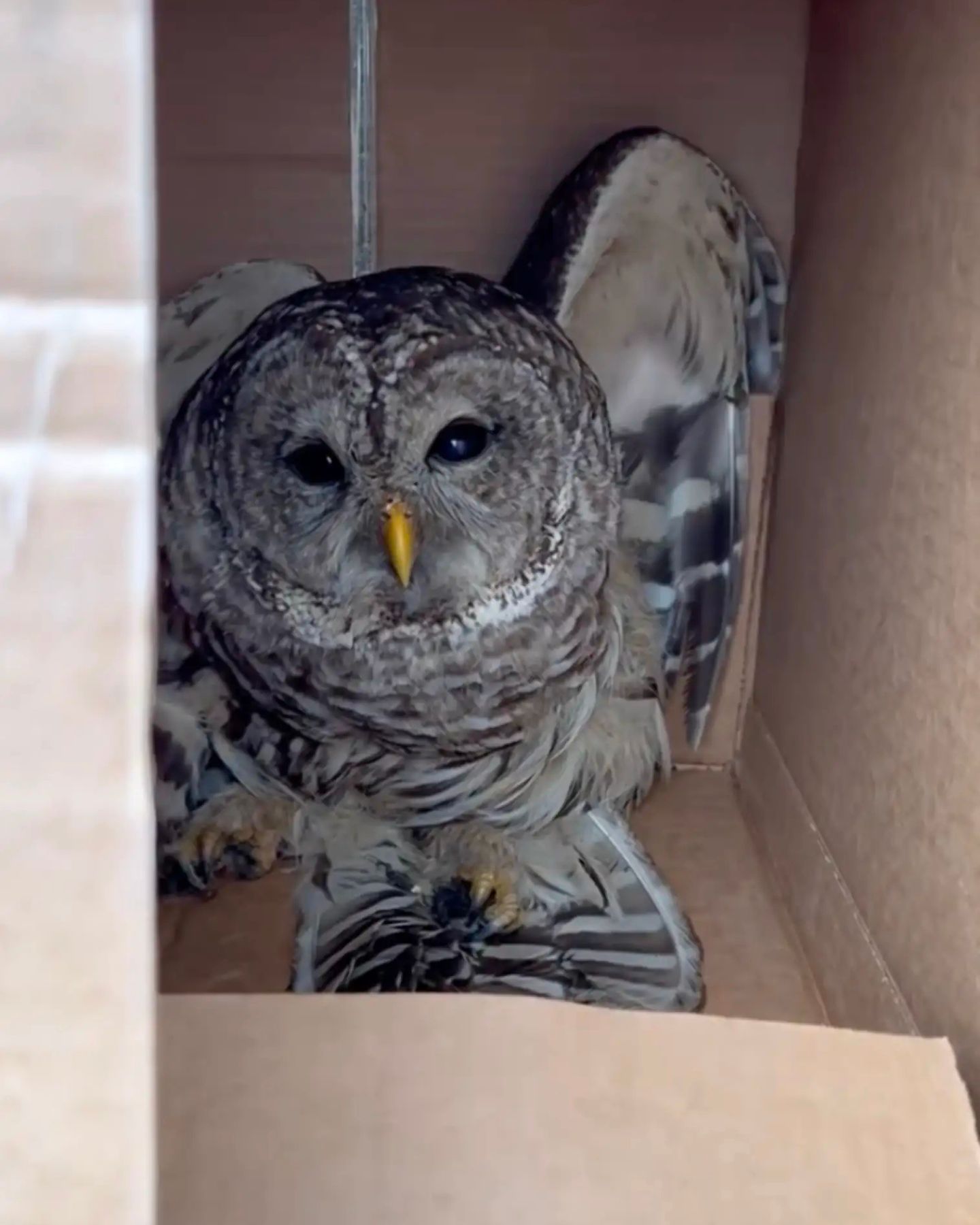 owl in a box