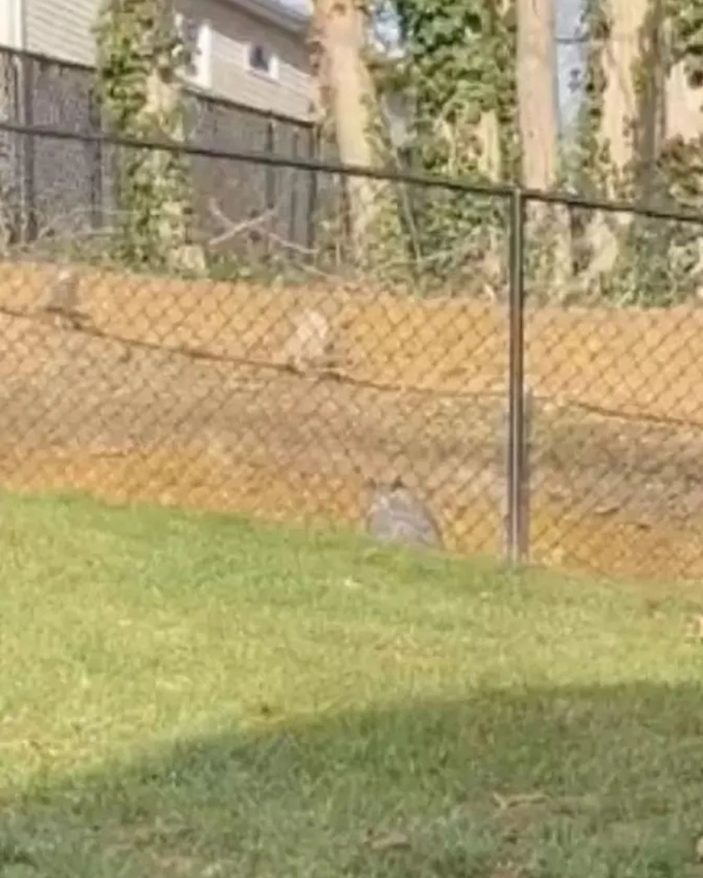 owl near fence