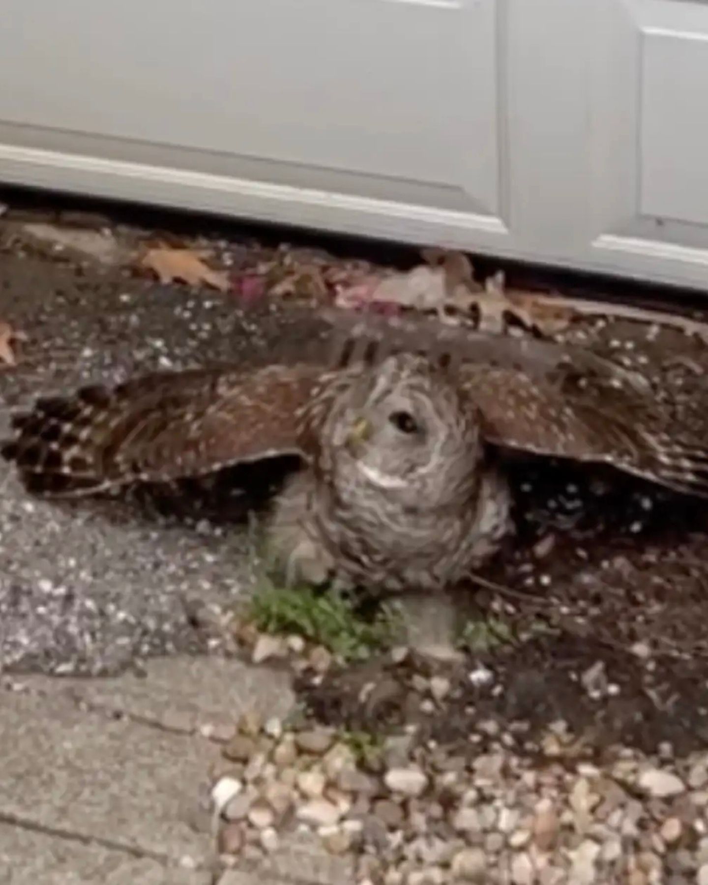 owl on the ground