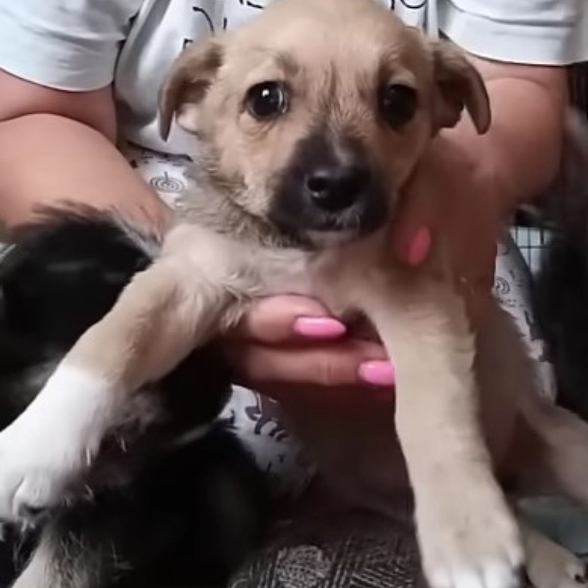 owner holding a puppy