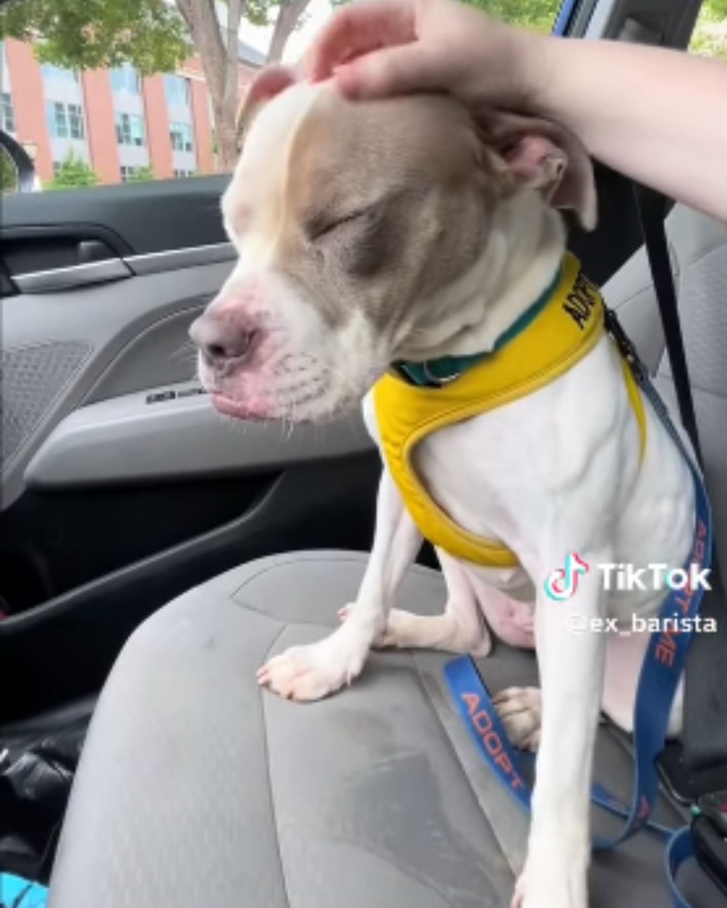 owner petting a dog in car