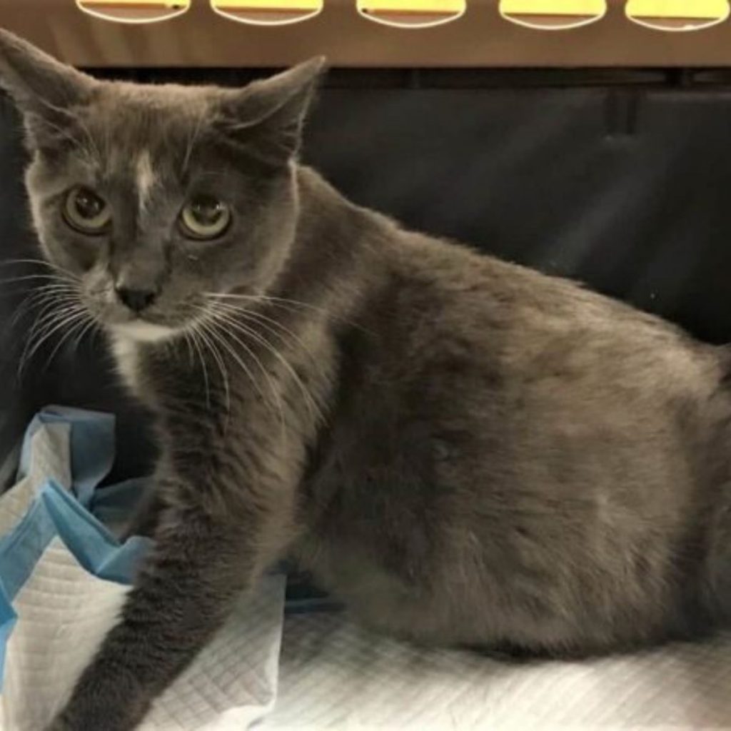 pregnant gray cat