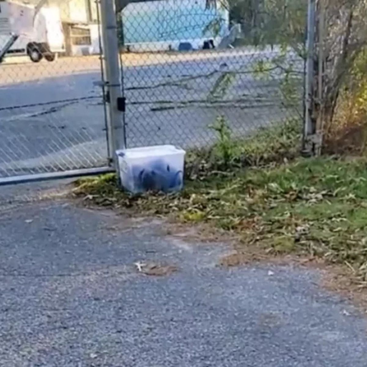 puppies in container