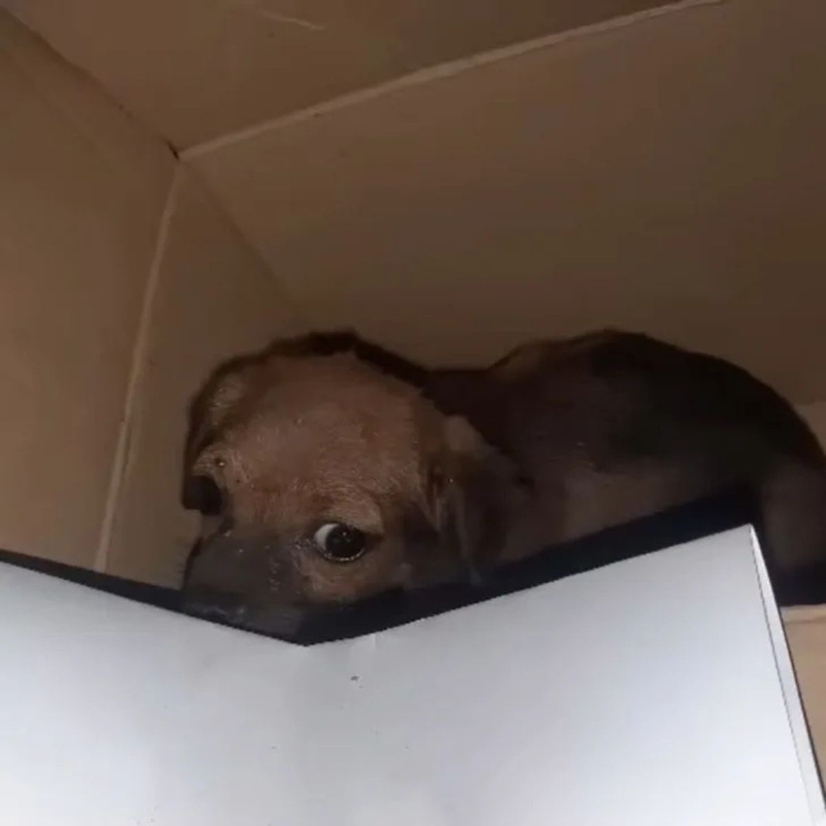 puppy in box