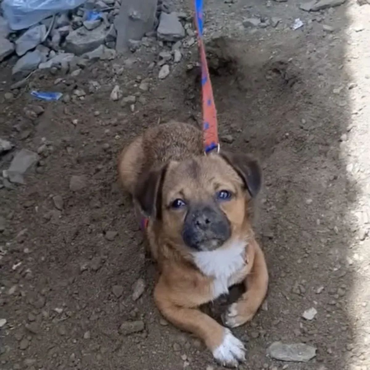 puppy on the leash